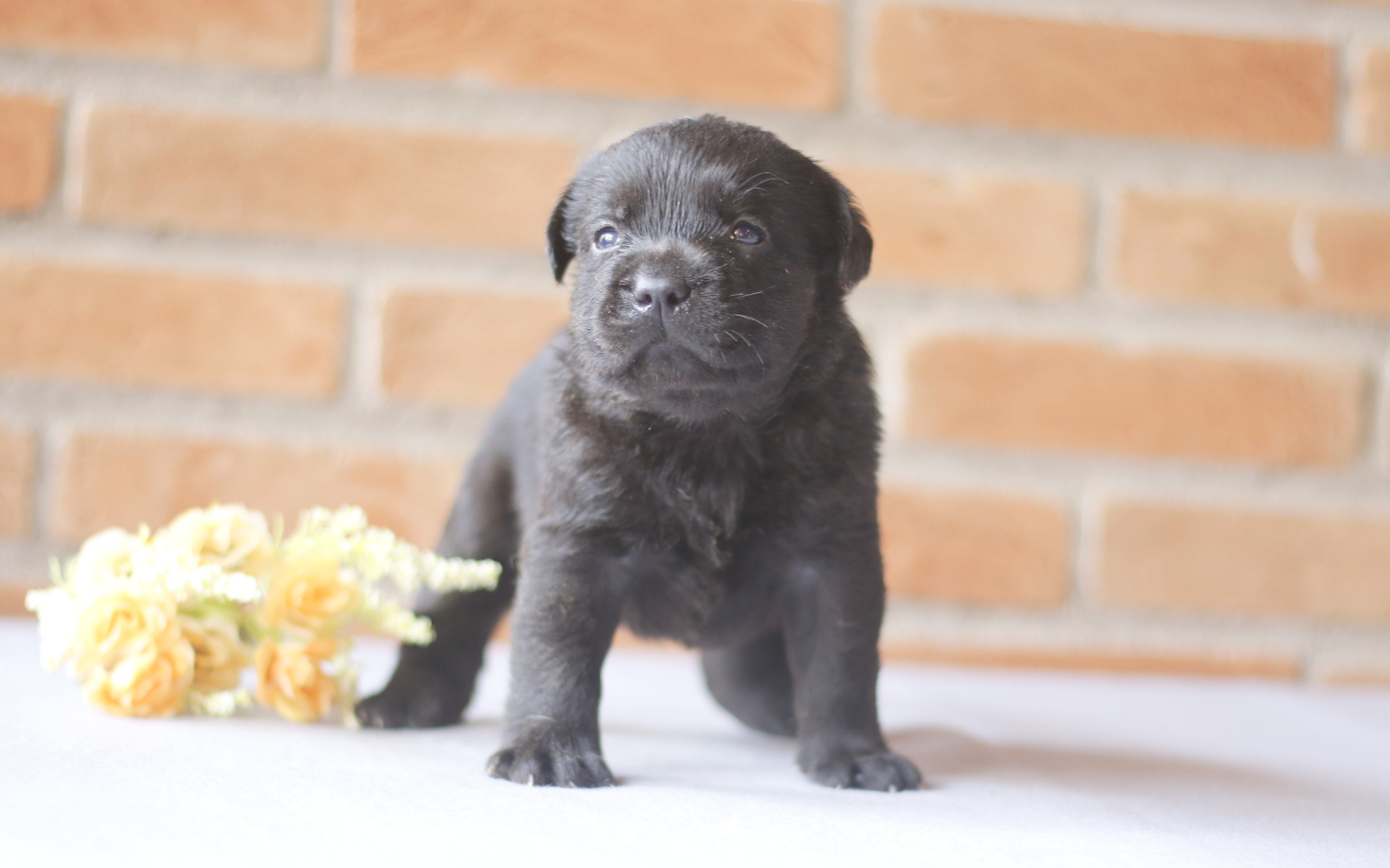 Filhote Ninhada Kyrioslabs Jack Black Cassidy Travis “Jon Snow” e KYRIOSLABS IVANA FERNANDA NAPOLEÃO